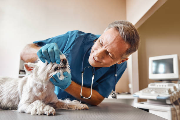 Best Same-Day Emergency Dental Services in Hawkins, TX